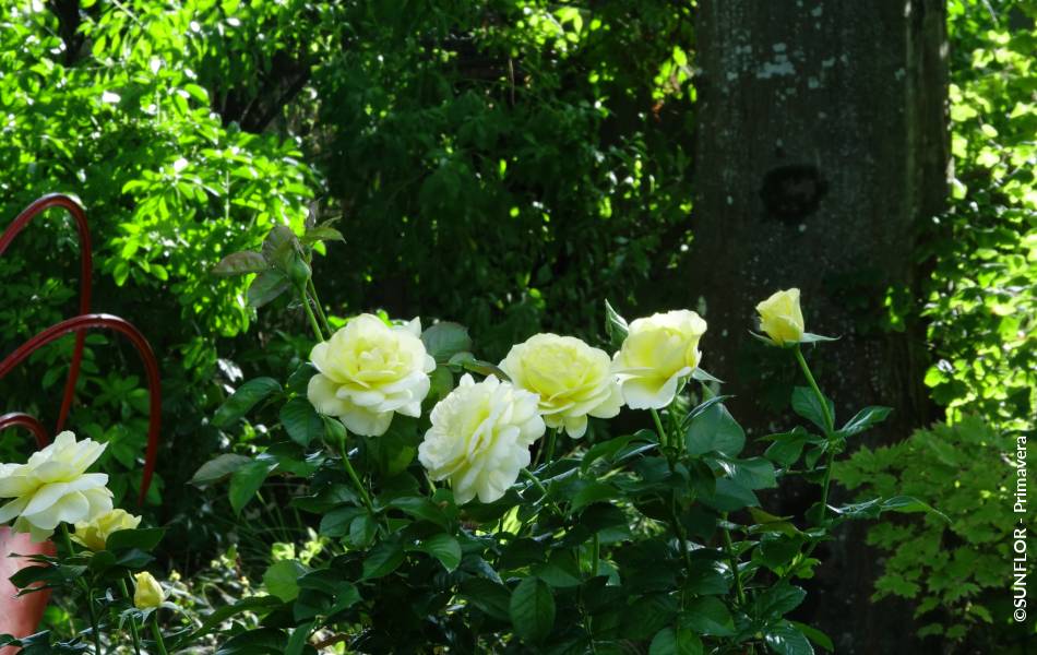 ©SUNFLOR - Primavera